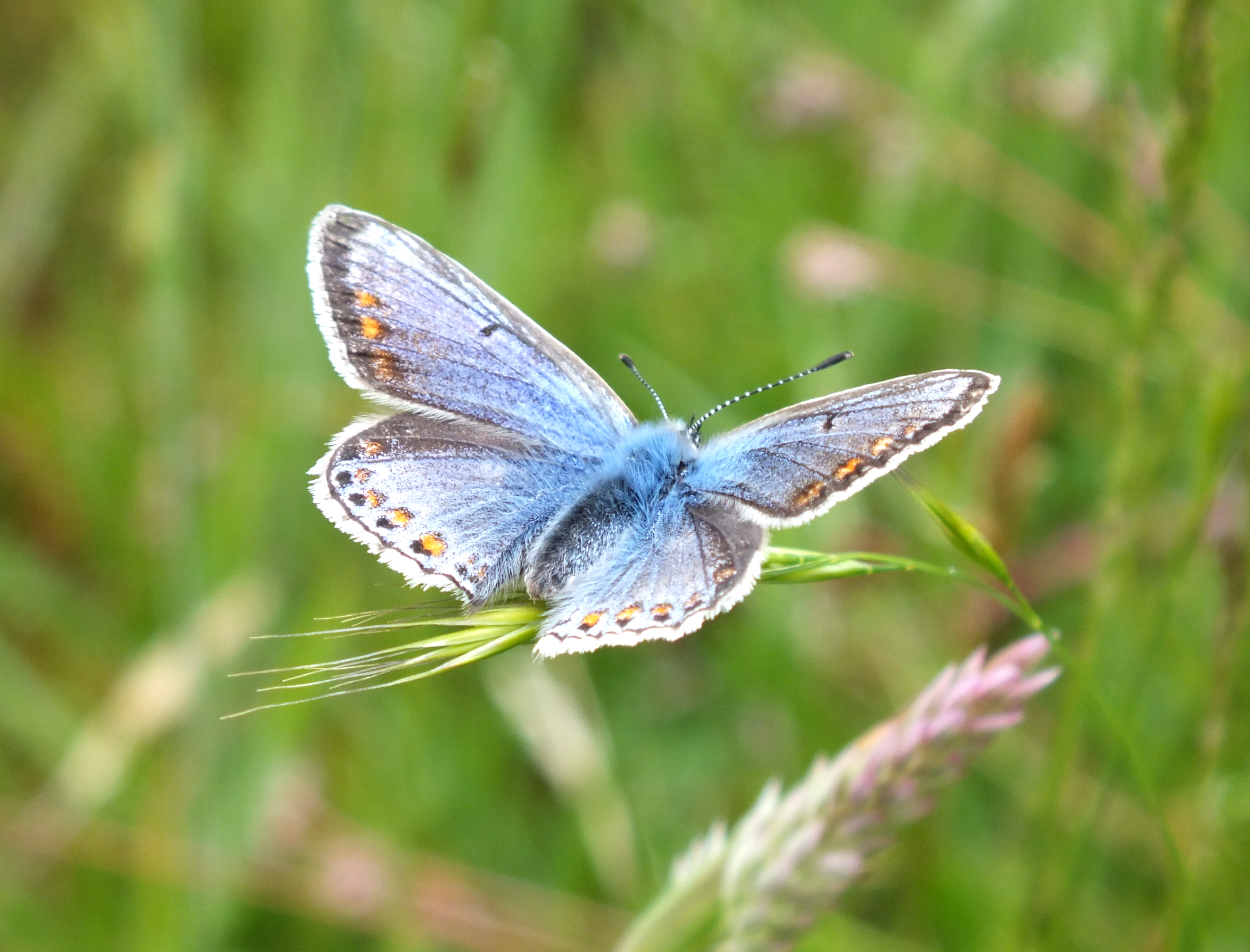 COMMON BLUE Bill Bagley Photography